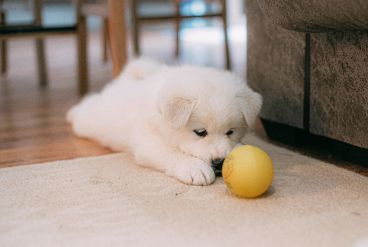 Puppy Visits